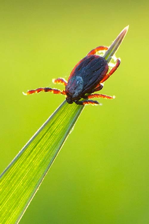 Close-up of a deer tick on a grass blade, representing Lyme disease and tick-borne illness